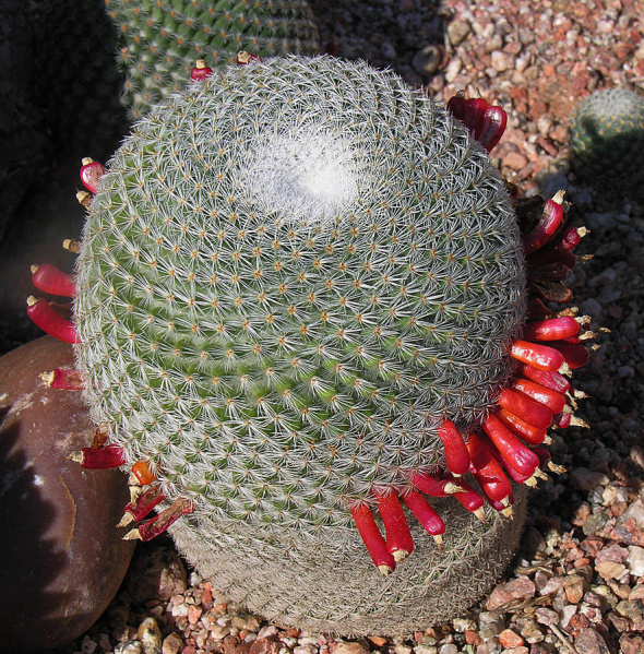 Файл:Mammillaria supertexta 01.jpg