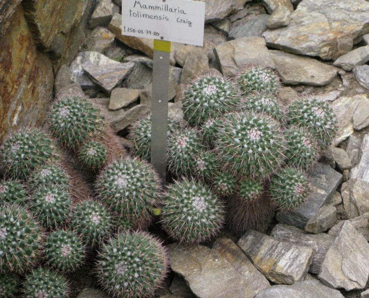 Файл:Mammillaria tolimensis 02.jpg