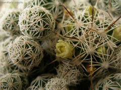 Mammillaria vetula ssp. gracilis 2.jpg