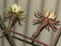 Peniocereus rosei