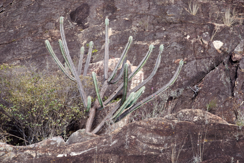 Файл:Pilosocereus splendidus 2.jpg