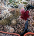 Pterocactus fischeri 6.jpg