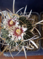 Stenocactus crispatus
