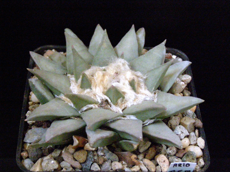 Файл:Ariocarpus retusus 2.JPG
