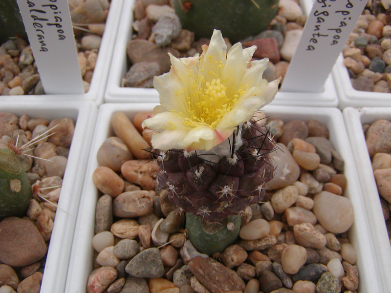 Файл:Copiapoa montana.jpg