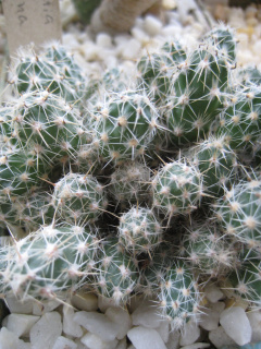 Corynopuntia bulbispina.jpg