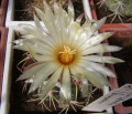 Coryphantha elephantidens ssp. bumamma