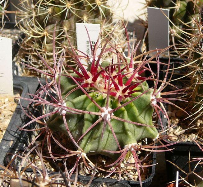 Файл:Echinocactus parryi.jpg