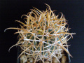 Ferocactus chrysacanthus ssp. chrysacanthus 5.JPG