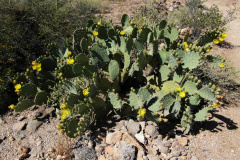 Opuntia engelmannii 1.JPG
