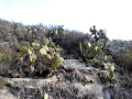 Opuntia oricola h.jpg