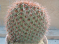 Opuntia pycnantha