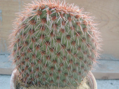 Opuntia pycnantha.jpg