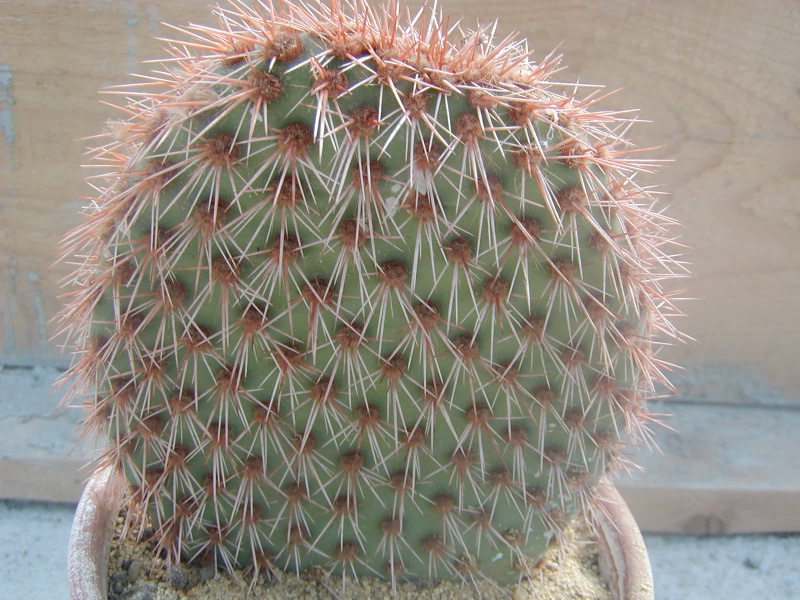 Файл:Opuntia pycnantha.jpg