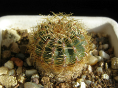 Oroya borchersii.jpg