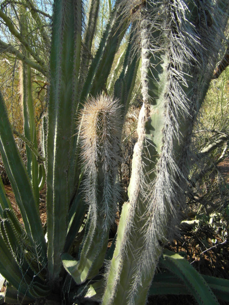 Файл:Pachycereus schottii 4.jpg