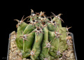 Ferocactus peninsulae (horridus)v. brevispinus