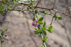 Pereskia diaz-romeroana 2.jpg