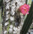 Pilosocereus purpusii