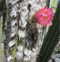 Pilosocereus purpusii 1.jpg