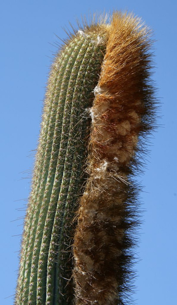 Файл:Siccobaccatus insigniflorus 1.jpg