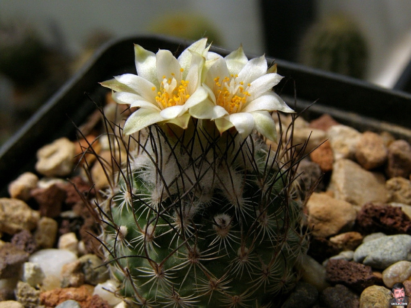 Файл:Turbinicarpus-gracilis-1 John.jpg