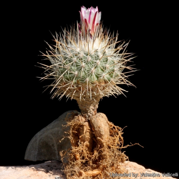 Файл:Turbinicarpus mandrogora 875.jpg