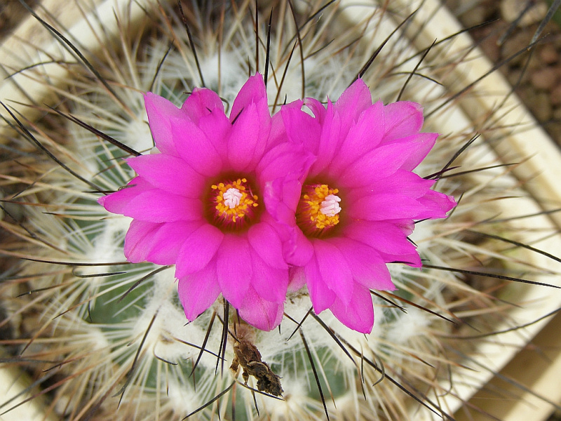 Файл:Turbinicarpus viereckii.jpg
