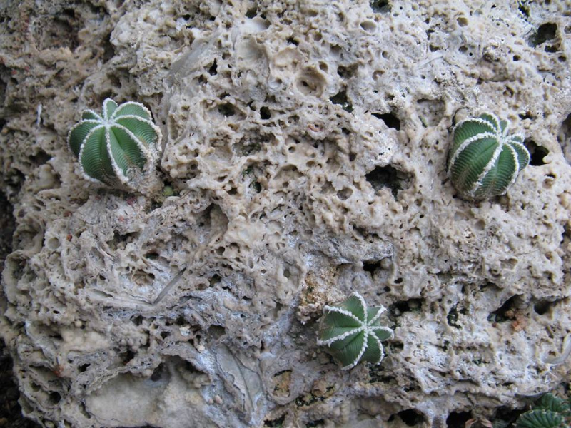 Файл:Aztekium hintonii 5h.jpg