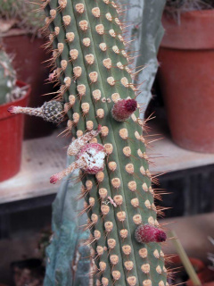 Cleistocactus reae.jpg