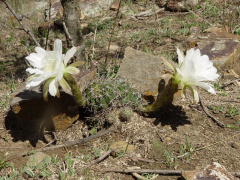 Echinopsis pamparuizii.jpg