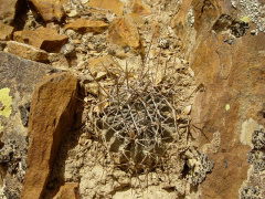 Echinopsis pugionacantha ssp. rossii 2.jpg