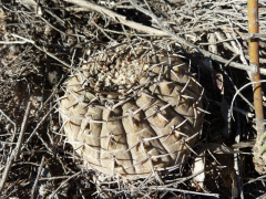 Gymnocalycium glaucum ssp. glaucum.JPG