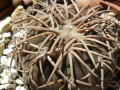 Gymnocalycium spegazzinii ssp. spegazzinii v. punillense VS 79