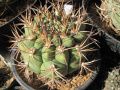 Gymnocalycium pflanzii ssp. zegarrae