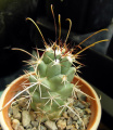 Mammillaria poselgeri 3.JPG