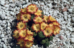 Rebutia steinbachii ssp. verticillacantha.jpg