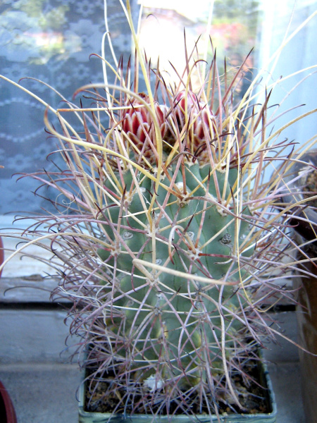 Файл:Sclerocactus uncinatus ssp. wrightii.JPG