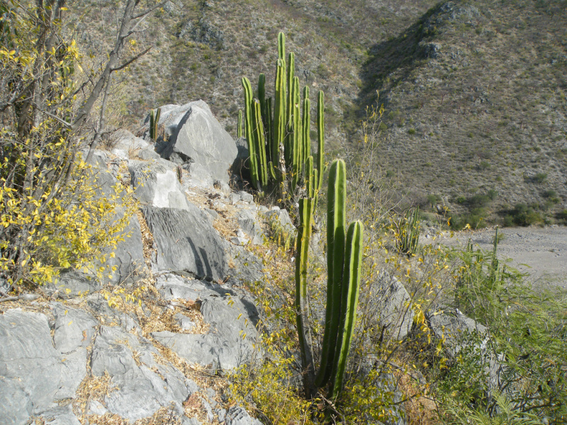 Файл:Stenocereus dumortieri 3.jpg