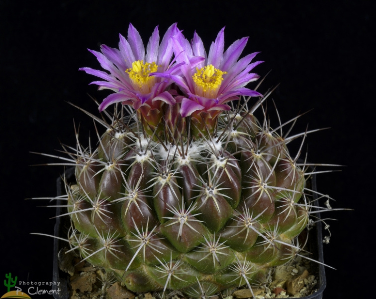 Файл:Thelocactus conothelos 29450.jpg