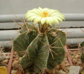Astrophytum ornatum