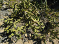 Austrocylindropuntia subulata 31.JPG