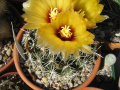 Coryphantha robustispina 4.JPG