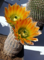 Echinocereus dasyacanthus