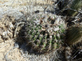 Echinopsis mamillosa 2.JPG