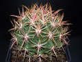 Ferocactus viridescens 1.JPG
