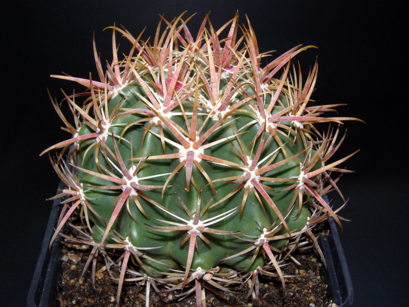 Файл:Ferocactus viridescens 1.JPG