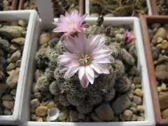 Gymnocalycium bruchii 6.jpg