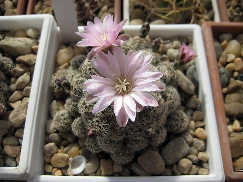 Файл:Gymnocalycium bruchii 6.jpg