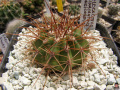 Melocactus ernestii ssp. longicarpus